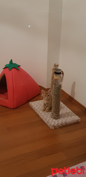 Sarman, Kedi  Paşa fotoğrafı