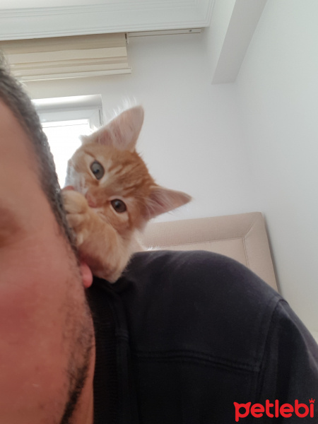 Sarman, Kedi  Paşa fotoğrafı