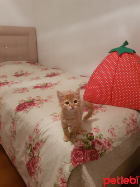 Sarman, Kedi  Paşa fotoğrafı
