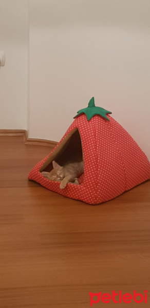 Sarman, Kedi  Paşa fotoğrafı