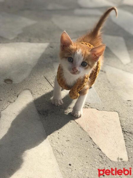 Sarman, Kedi  Tarçın fotoğrafı