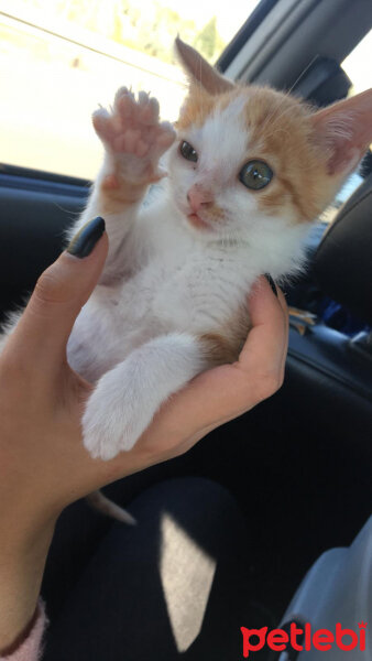 Sarman, Kedi  Tarçın fotoğrafı