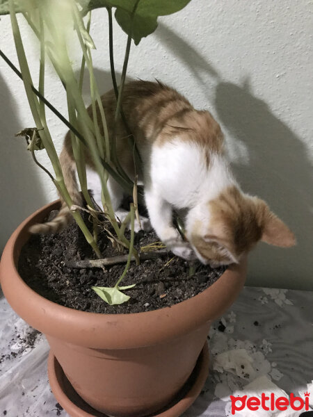 Sarman, Kedi  Tarçın fotoğrafı