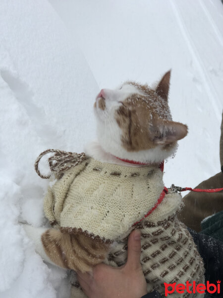 Sarman, Kedi  Tarçın fotoğrafı