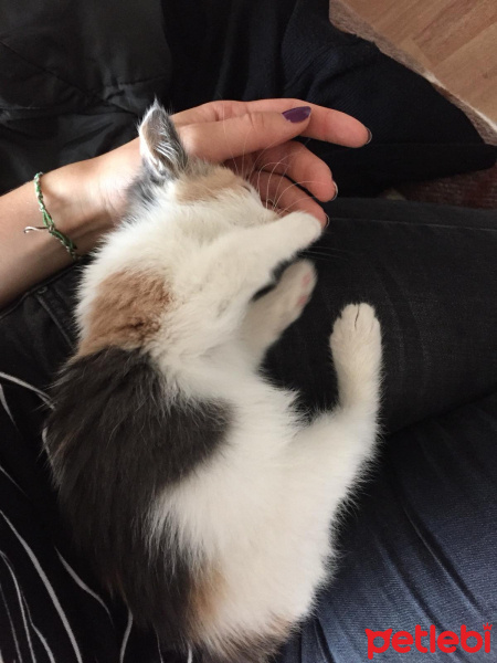Tekir Kedi, Kedi  Yasu fotoğrafı