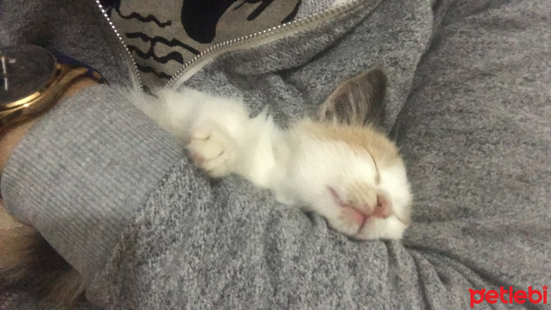 Tekir Kedi, Kedi  Yasu fotoğrafı