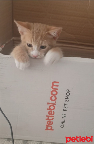Sarman, Kedi  Bubble fotoğrafı
