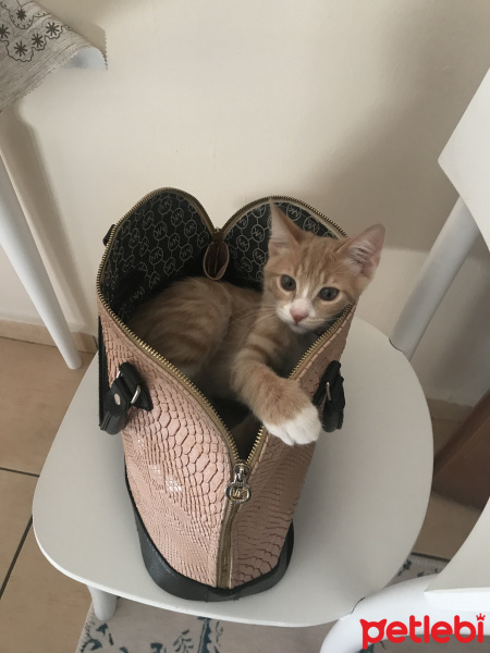 Sarman, Kedi  Bubble fotoğrafı