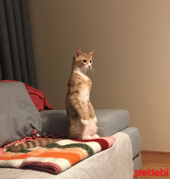 Sarman, Kedi  Bubble fotoğrafı