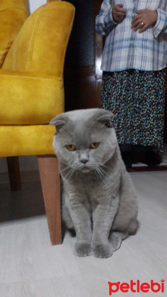 Scottish Fold, Kedi  Mayki fotoğrafı
