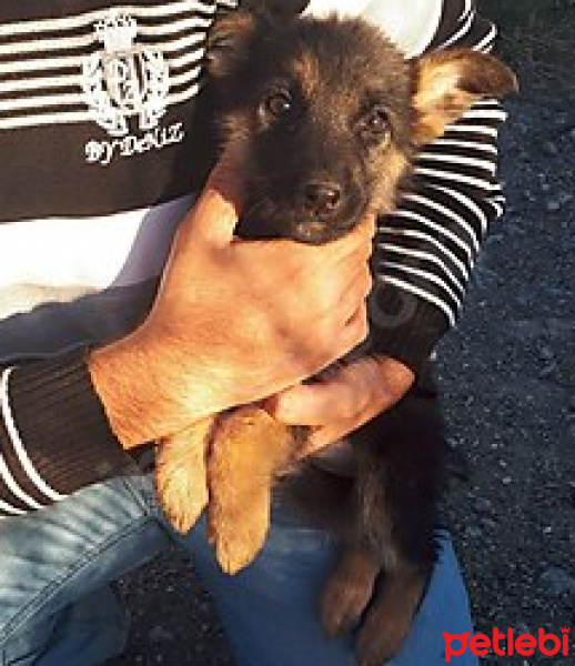 Alman Çoban Köpeği, Köpek  SILVER fotoğrafı