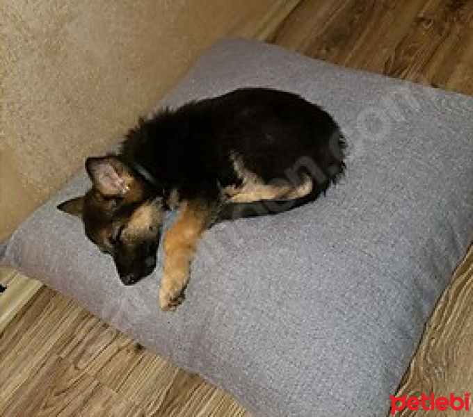 Alman Çoban Köpeği, Köpek  SILVER fotoğrafı