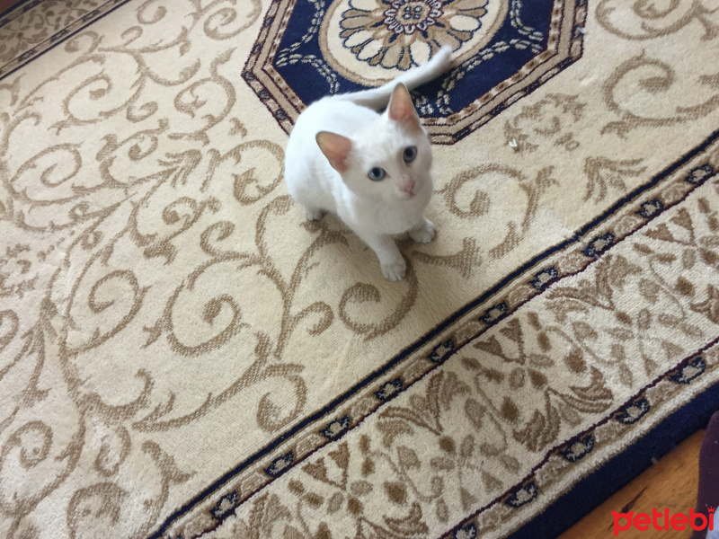 Ankara Kedisi, Kedi  Maviş fotoğrafı