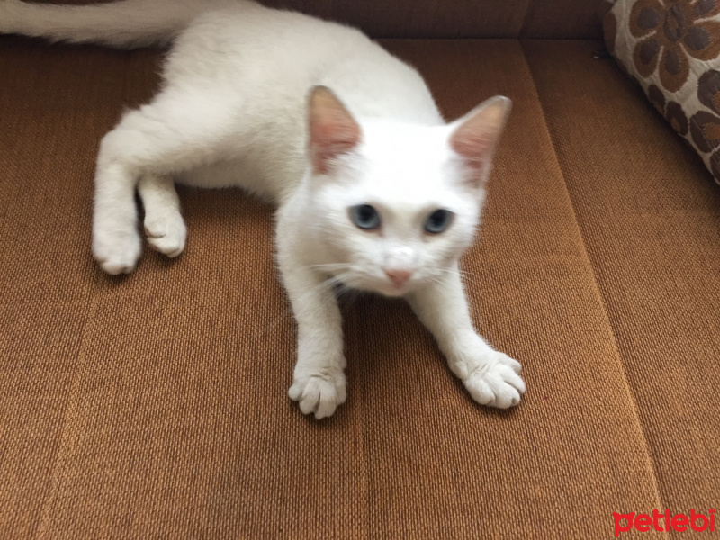 Ankara Kedisi, Kedi  Maviş fotoğrafı