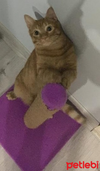 Sarman, Kedi  Kaplan fotoğrafı