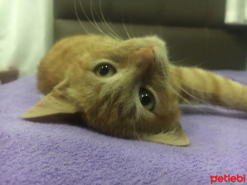Sarman, Kedi  Kaplan fotoğrafı