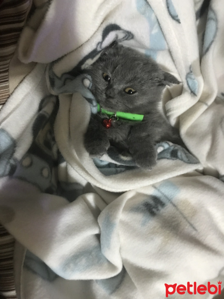 British Shorthair, Kedi  Badi fotoğrafı