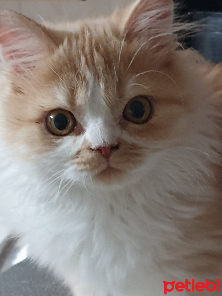 İran Kedisi (Persian), Kedi  Pamuk fotoğrafı