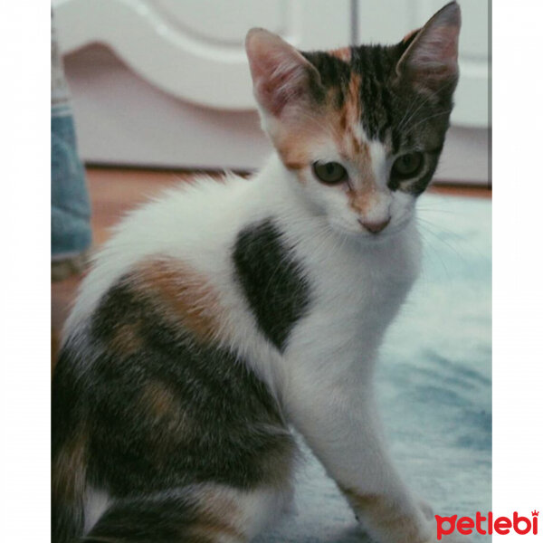 Tekir Kedi, Kedi  MİLA fotoğrafı