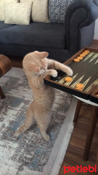 British Shorthair, Kedi  Rıfkı fotoğrafı