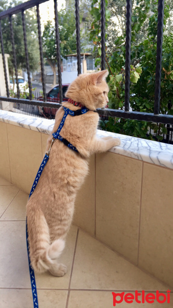British Shorthair, Kedi  Rıfkı fotoğrafı