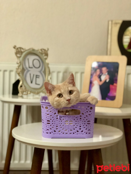 British Shorthair, Kedi  Rıfkı fotoğrafı