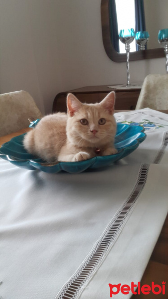 British Shorthair, Kedi  Rıfkı fotoğrafı