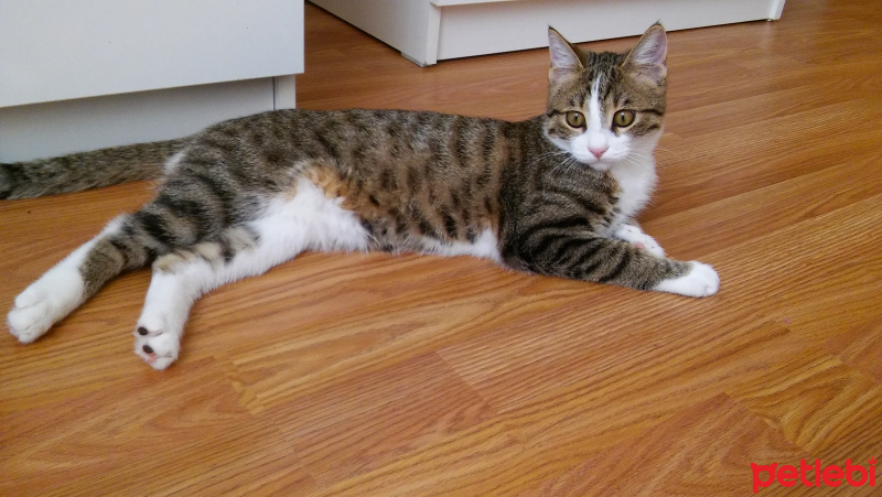 Tuxedo (Smokin) Kedi, Kedi  miço fotoğrafı