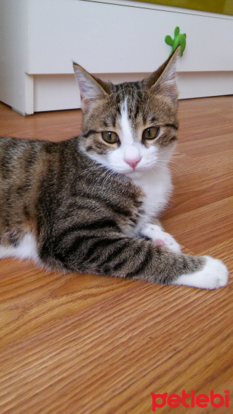 Tuxedo (Smokin) Kedi, Kedi  miço fotoğrafı