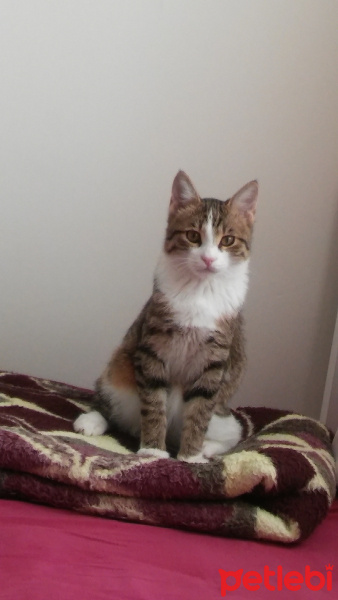 Tuxedo (Smokin) Kedi, Kedi  miço fotoğrafı