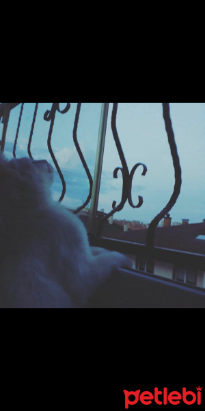 Ankara Kedisi, Kedi  Prenses fotoğrafı