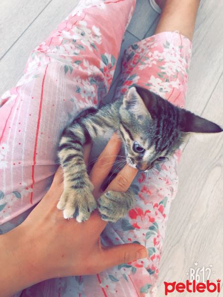 Tekir Kedi, Kedi  Lokum fotoğrafı