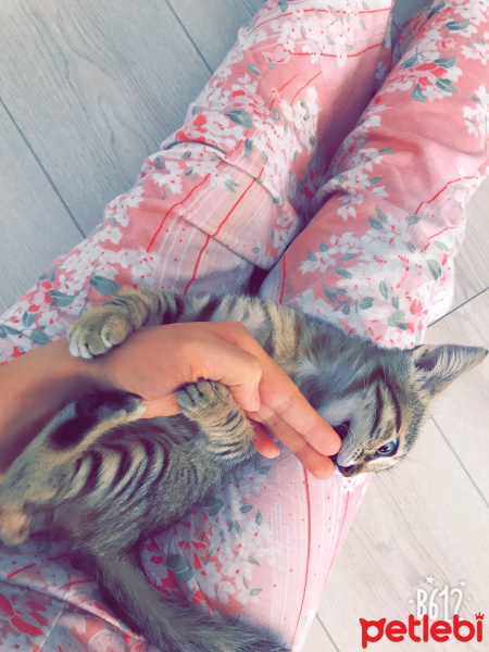 Tekir Kedi, Kedi  Lokum fotoğrafı