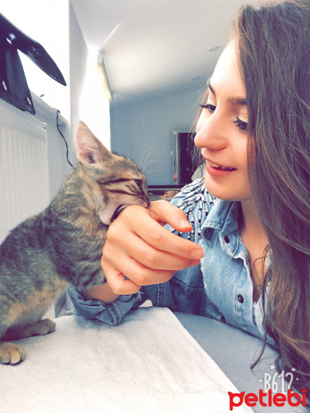 Tekir Kedi, Kedi  Lokum fotoğrafı