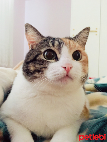 Soke, Kedi  Keşkül fotoğrafı