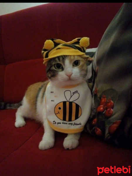 Soke, Kedi  Keşkül fotoğrafı