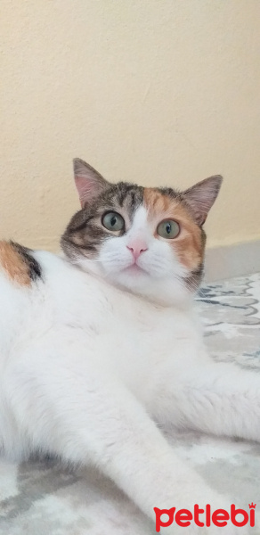 Soke, Kedi  Keşkül fotoğrafı