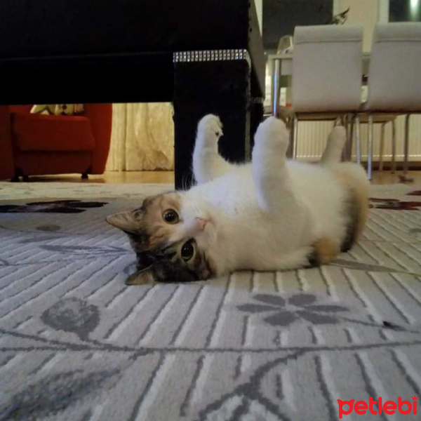 Soke, Kedi  Keşkül fotoğrafı