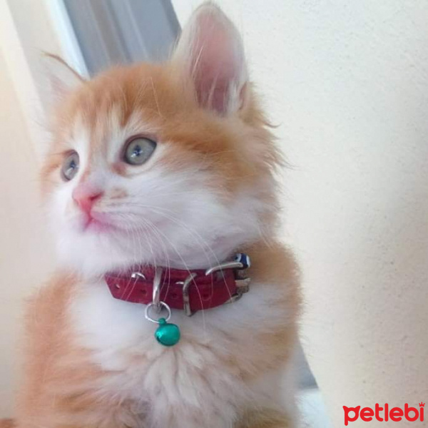 Soke, Kedi  Keşkül fotoğrafı