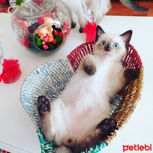 Soke, Kedi  Keşkül fotoğrafı