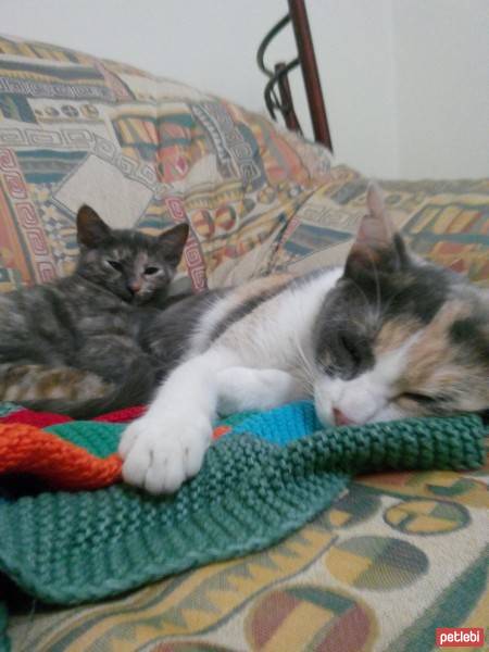 Tekir Kedi, Kedi  prenses fotoğrafı