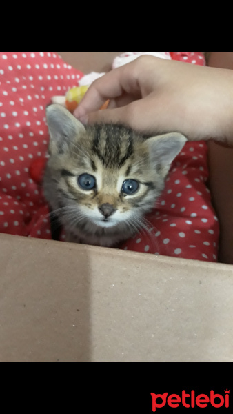 Tekir Kedi, Kedi  Fındık fotoğrafı