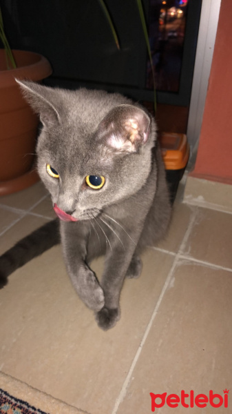 British Shorthair, Kedi  Gomis fotoğrafı