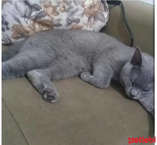 British Shorthair, Kedi  Gomis fotoğrafı