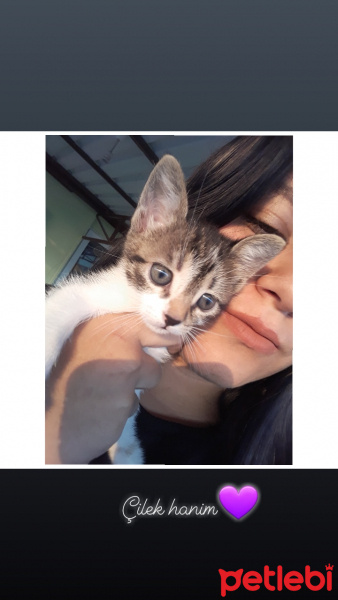 Tekir Kedi, Kedi  Çilek fotoğrafı