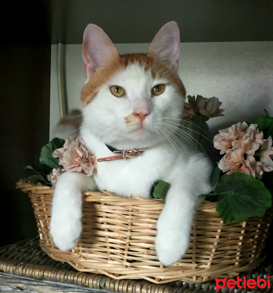 İran Kedisi (Persian), Kedi  Iran fotoğrafı
