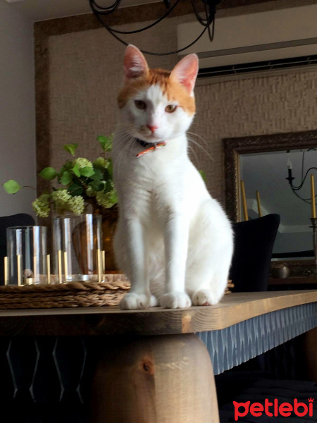 İran Kedisi (Persian), Kedi  Iran fotoğrafı