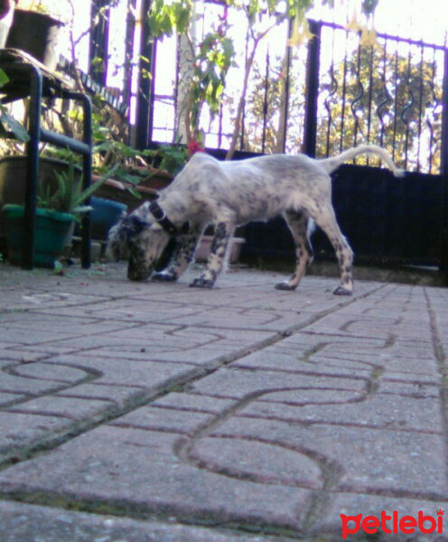 İngiliz Setter, Köpek  Lady fotoğrafı