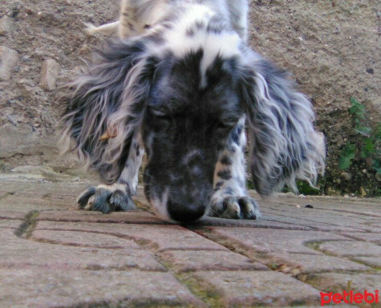 İngiliz Setter, Köpek  Lady fotoğrafı