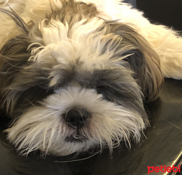 Shih Tzu, Köpek  Minik fotoğrafı